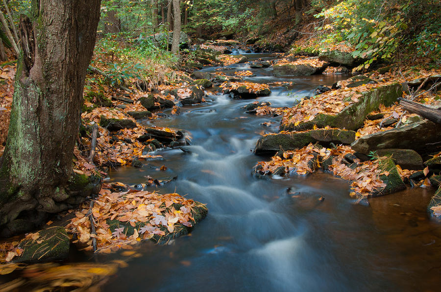 Drury Run Fall Blur Photograph by Scott Hafer