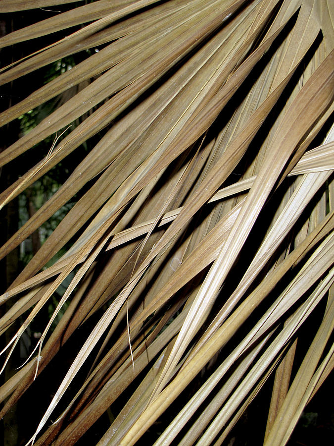 Dry Palm Leaves Photograph by Bob Slitzan