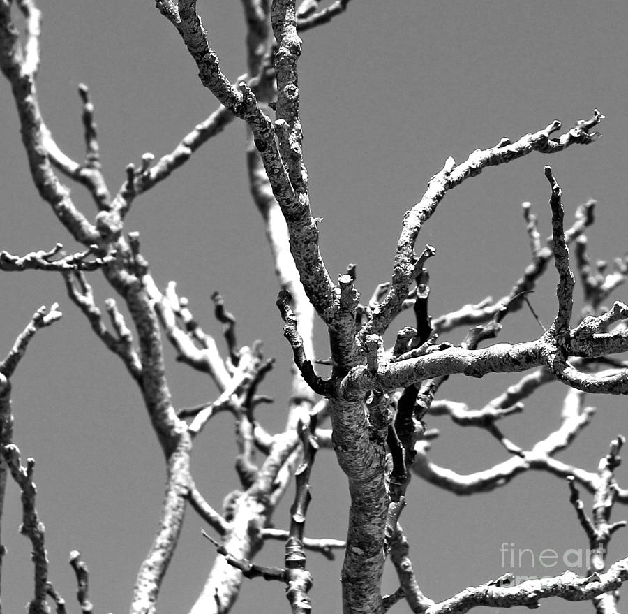 Dry Branches Photograph by Sebastian Mathews Szewczyk