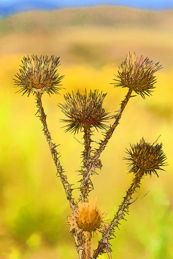 Dry Brown Thistle Photograph by Jerry Nettik