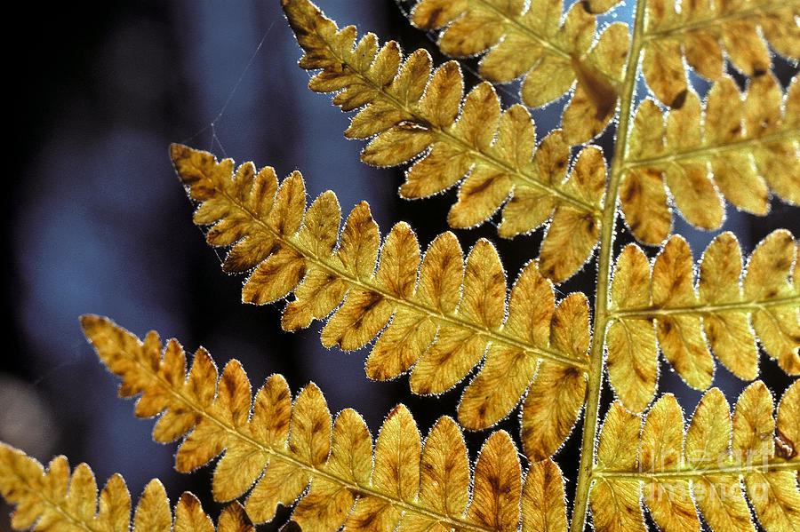 Dry fern Photograph by Howard Stapleton - Fine Art America