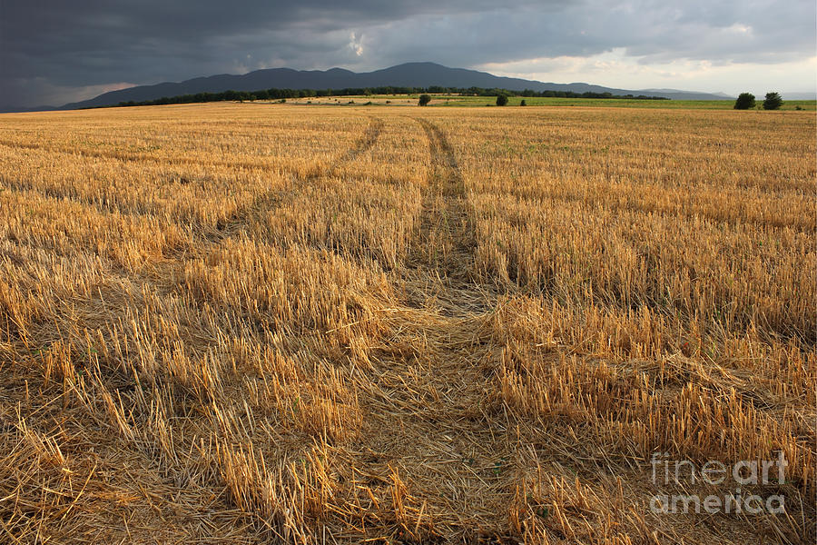 Dry Field Road In The Countryside by Kiril Stanchev