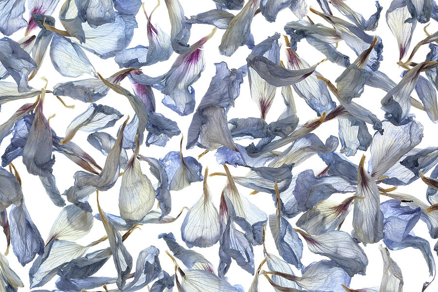Dry Flower Petals On A White Background Photograph by Sergey Ryumin