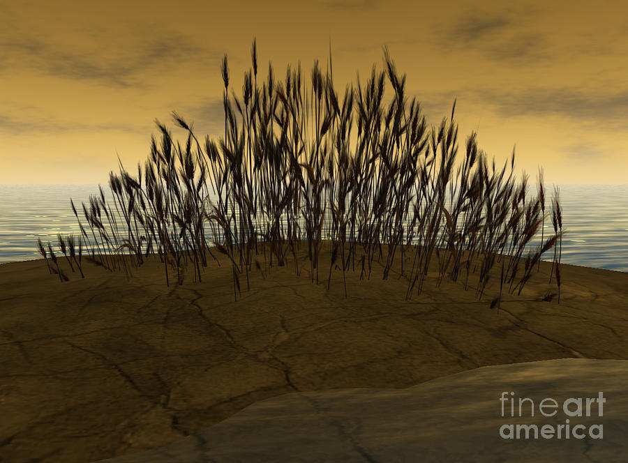 Dry grass Digital Art by Susanne Baumann