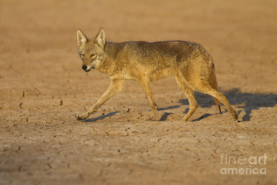 Dry lake Coyote Photograph by Bryan Keil