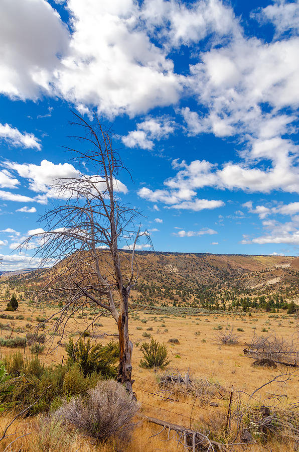 Nature Photograph - Dry Landscape by Jess Kraft