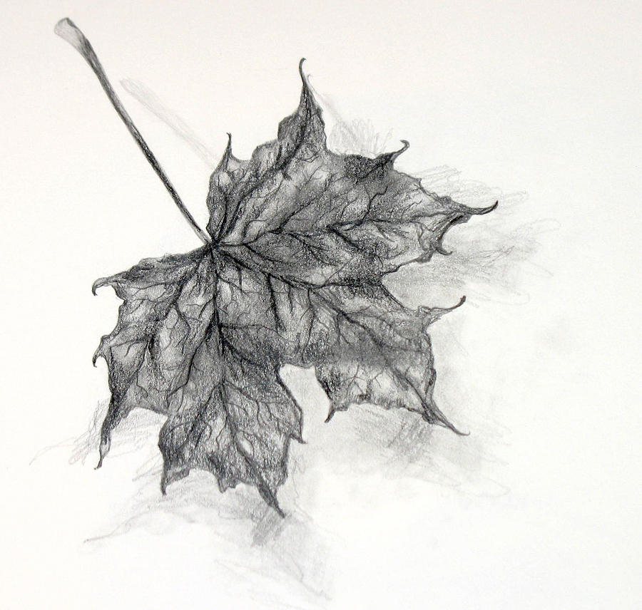 Dry Leaf Sketch Drawing