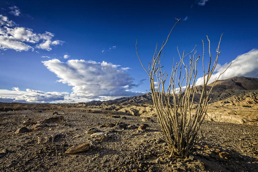 Dry Ocotillo Photograph by Dave Hall