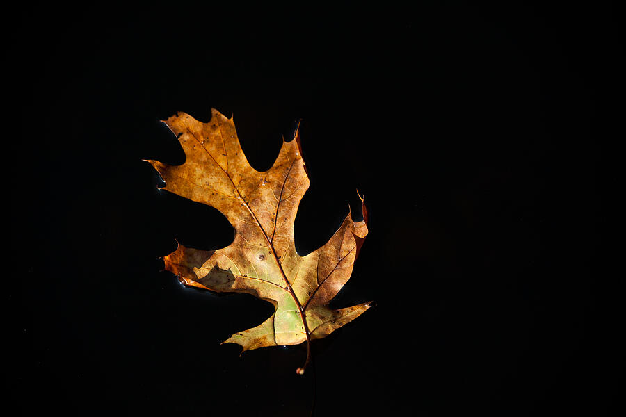 Fall Photograph - Dry on Water by Karol Livote