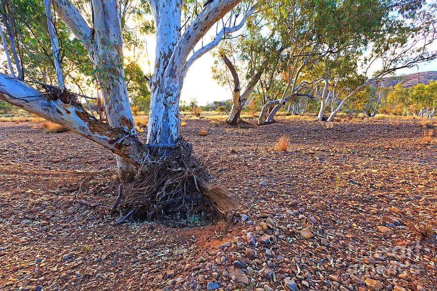 Dry Outback Creek Bed Photograph by Bill  Robinson