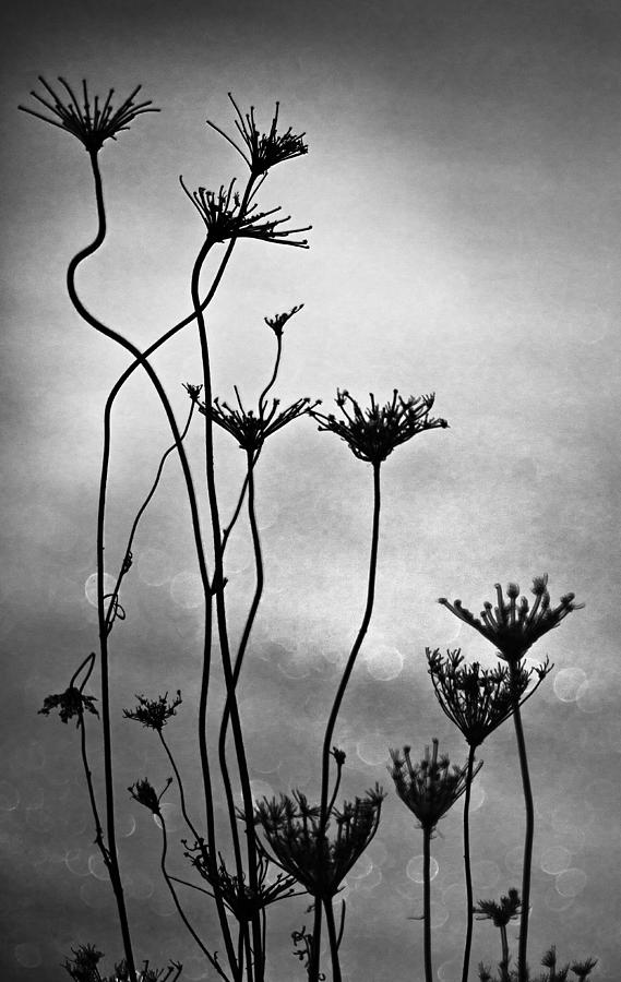 Dry plants Photograph by Arkady Kunysz