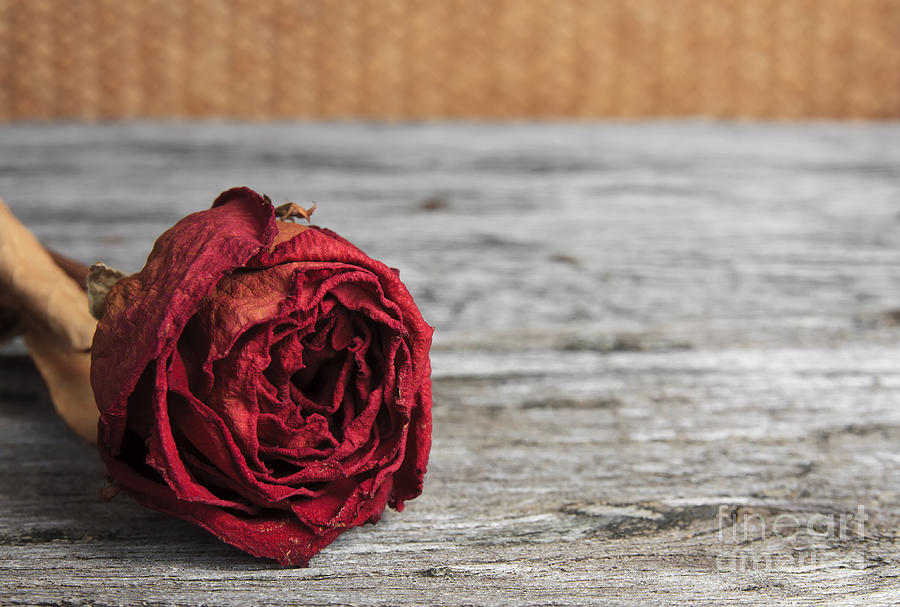 Nature Photograph - Dry Red Rose For Memorial On Ancient Wood Table by Pakorn Kitpaiboolwat