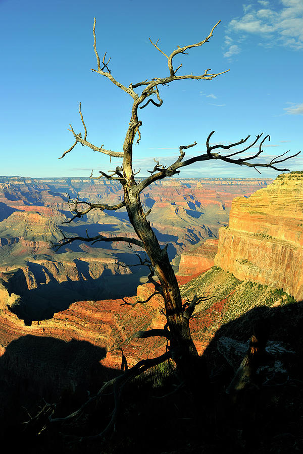 Dry Tree In Grand Canyon Arizona Usa Photograph by Pavliha