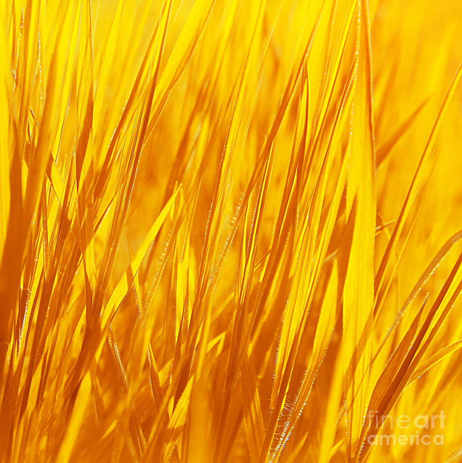 Dry yellow grass background Photograph by Anna Om