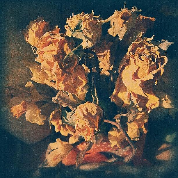 Rose Photograph - #dry #yellow #roses And #daffodils by Linandara Linandara