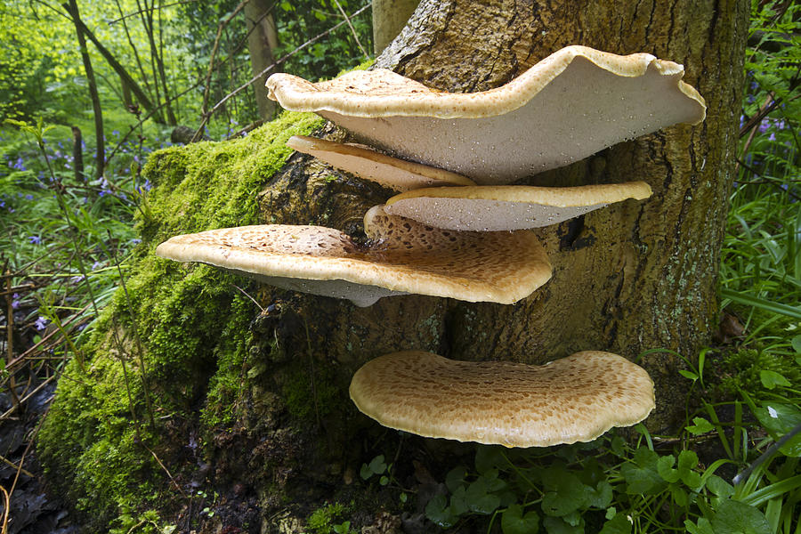 Dryads Saddle Mushrooms On Tree Trunk Photograph by Edwin Rem
