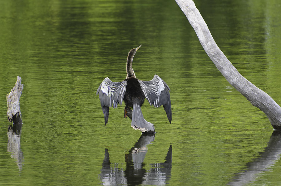 Drying Anhinga Photograph by Lonnie Wooten - Fine Art America