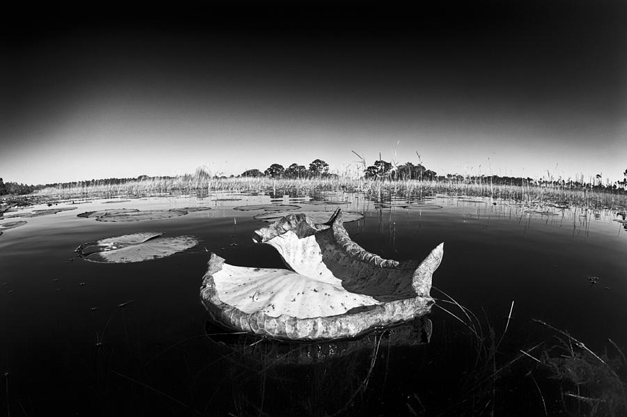 Wetland Photograph - Drying in the Wetland BW by Patrick Lynch
