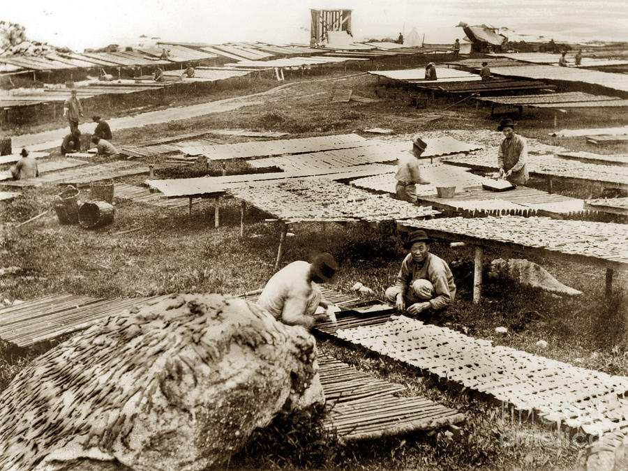 Fishery Photograph - Drying squid at the Chinese fishery Monterey Calif. C. E. Watkins photo  1886 by Monterey County Historical Society