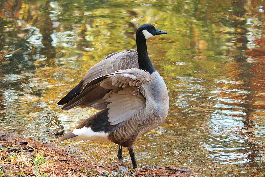 Goose Photograph - Drying The Wings by Cynthia Guinn