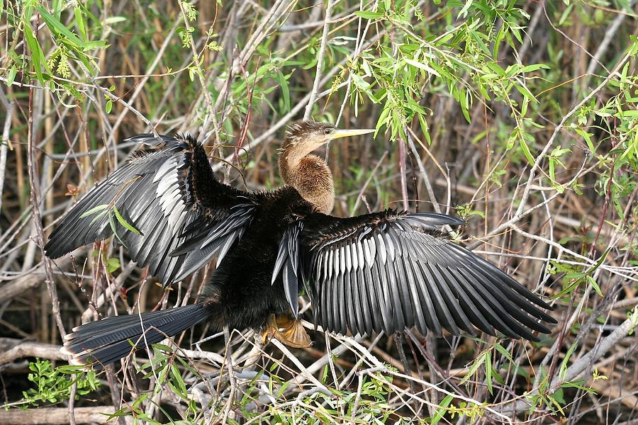 Cormorant Drying Wings Photograph