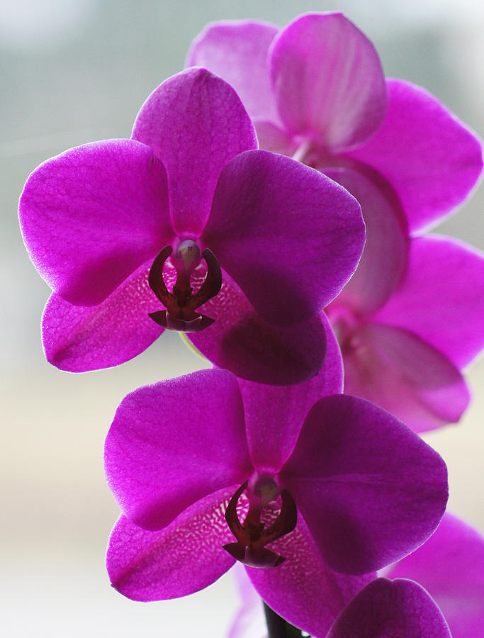 Orchid Photograph - DSC05694 - Dark Pink Orchid by Shirley Heyn