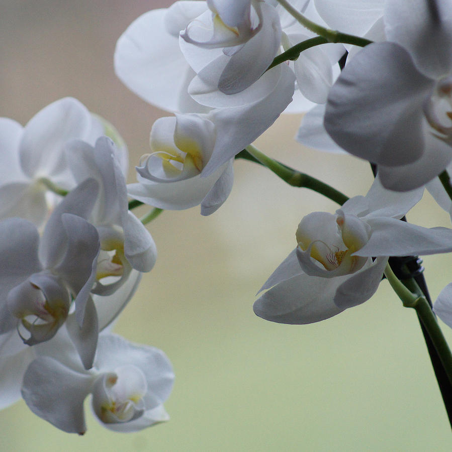 DSC05730 - White Orchid  Photograph by Shirley Heyn