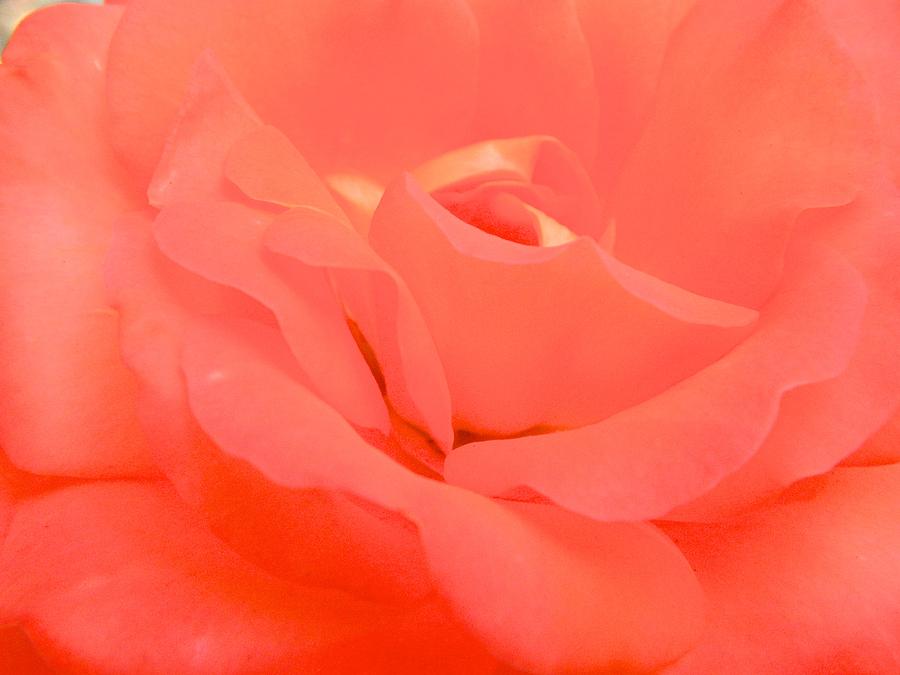 Pink Rose Blush 001 Photograph by Michael J Genevro