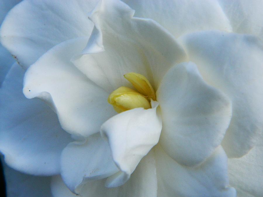 Gardenia Cerulean 001 Photograph by Michael J Genevro