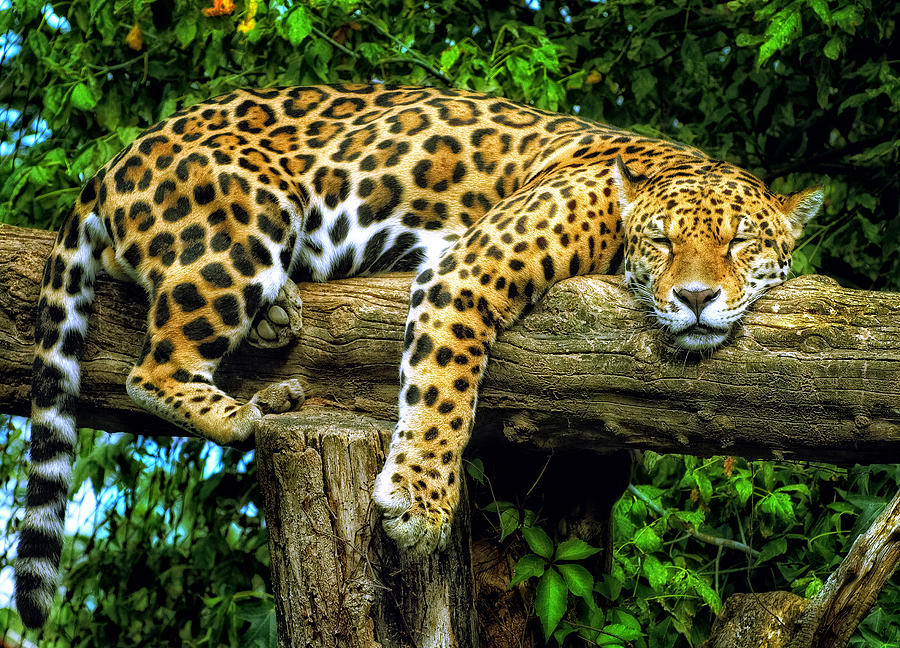 Dösender Jaguar Photograph by Images with heart and soul