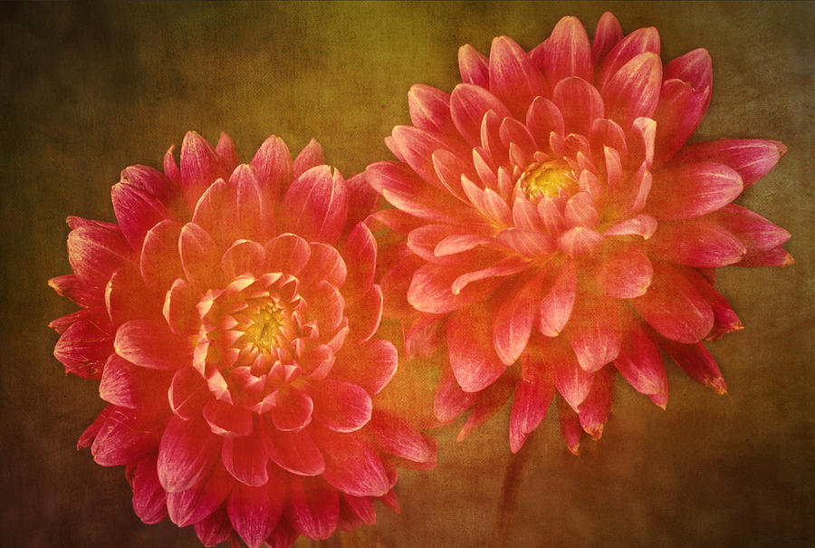 Flowers Still Life Photograph - Dual Dahlias by Keith Gondron