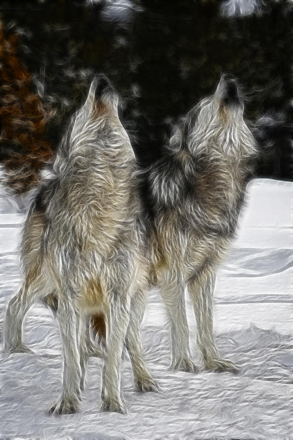 Dual Howl Photograph by Wes and Dotty Weber