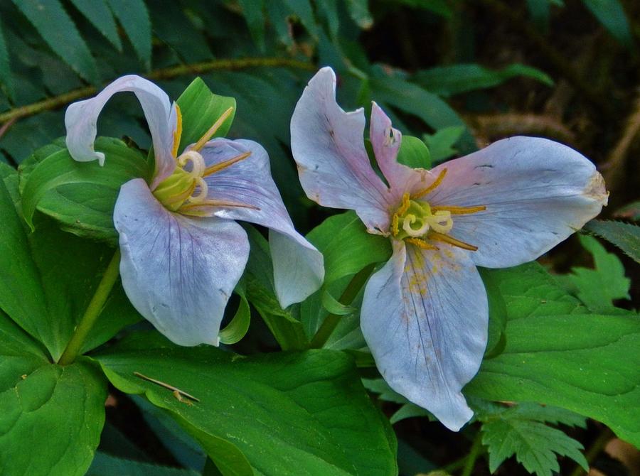 Dual Trilliums Photograph by Charles Lucas