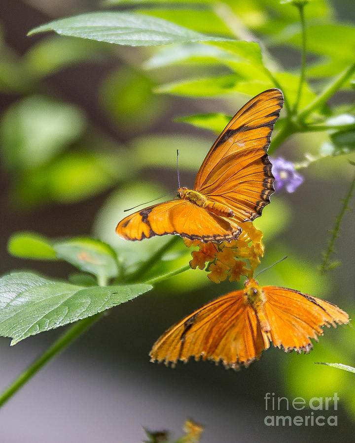 Dual Yellow Butterflies Photograph by Randy Jackson