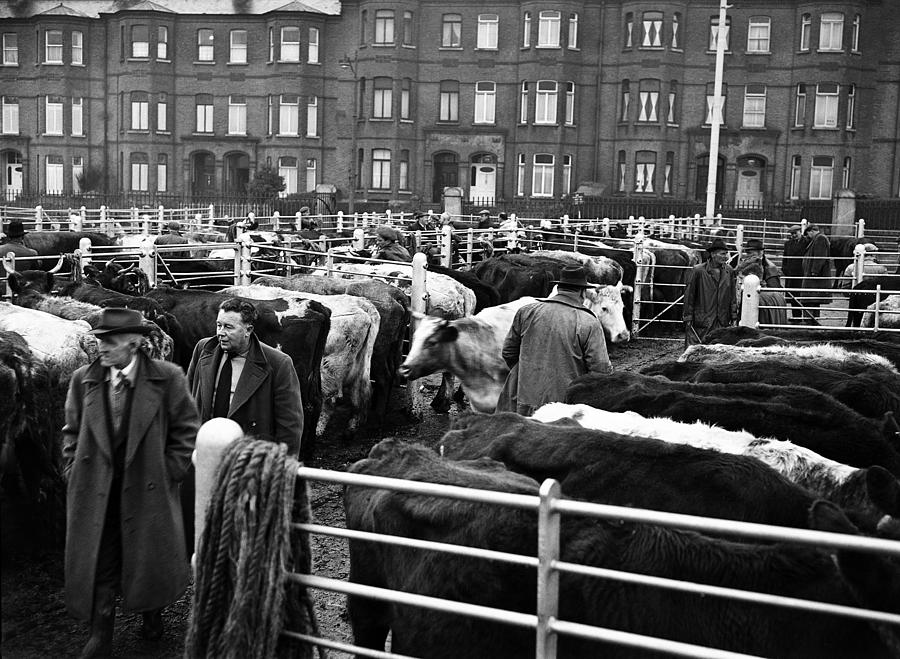 Cow Photograph - Dublin Cattle Market 1959 by Irish Photo Archive