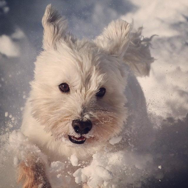 Dog Photograph - Dublin Taking A Run In The Snow #dublin by Lisa Thomas