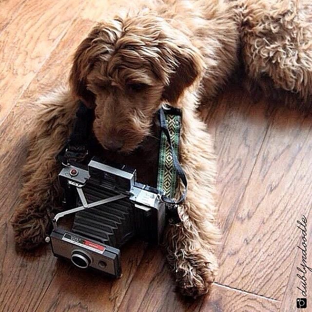 Dog Photograph - Dublyn Belongs Behind A Camera As Much by Dublyn Slobodnik