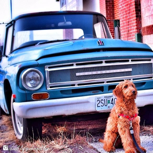 Dog Photograph - Dublyn Makes This Truck Look Good by Dublyn Slobodnik