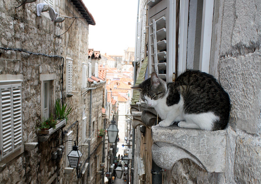 Dubrovnik Alley Cat Photograph by David Nicholls