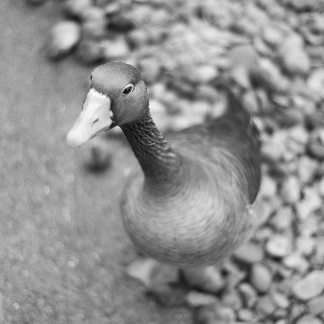 Duck Photograph - Duck by Aleck Cartwright