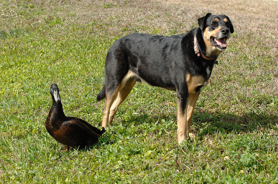 Duck And Dog Photograph by John W. Bova