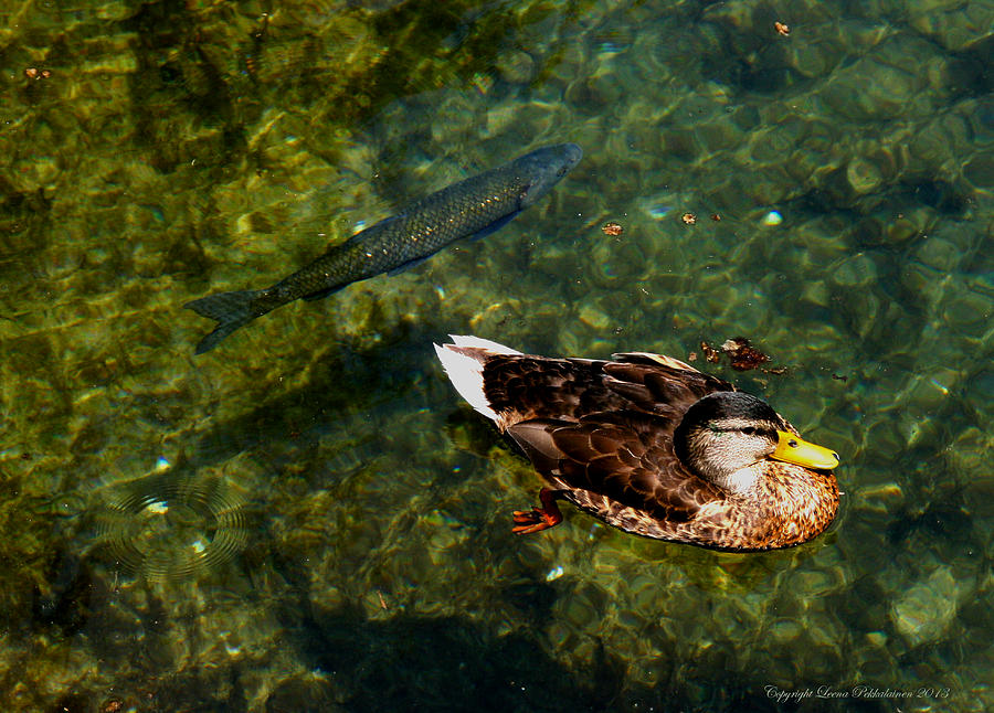 Duck Photograph - Duck and Fish by Leena Pekkalainen