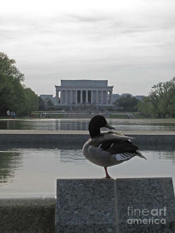 Duck And Lincoln Memorial   #0850 Photograph by J L Woody Wooden