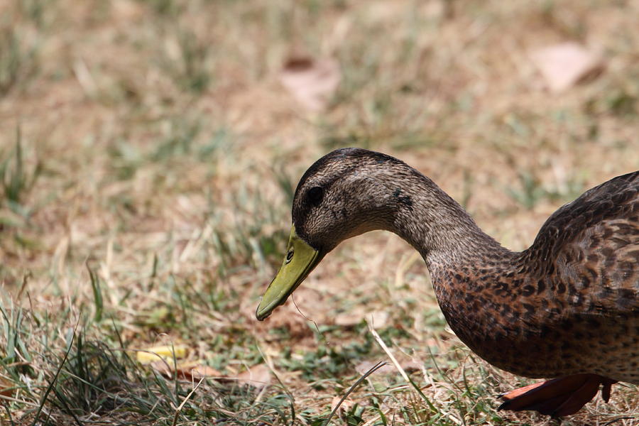 Duck Photograph - Duck - Animal - 011317 by DC Photographer