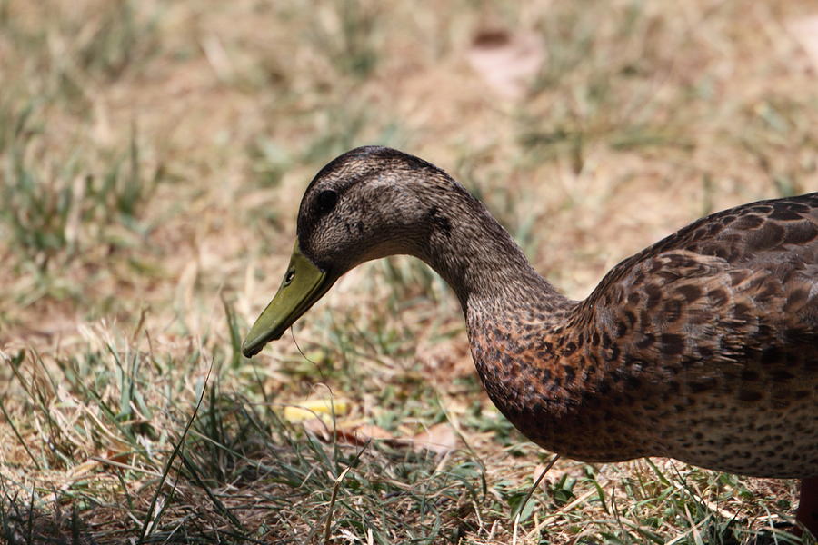 Duck Photograph - Duck - Animal - 011318 by DC Photographer