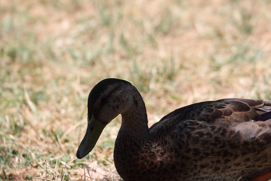 Duck - Animal - 011319 Photograph by DC Photographer