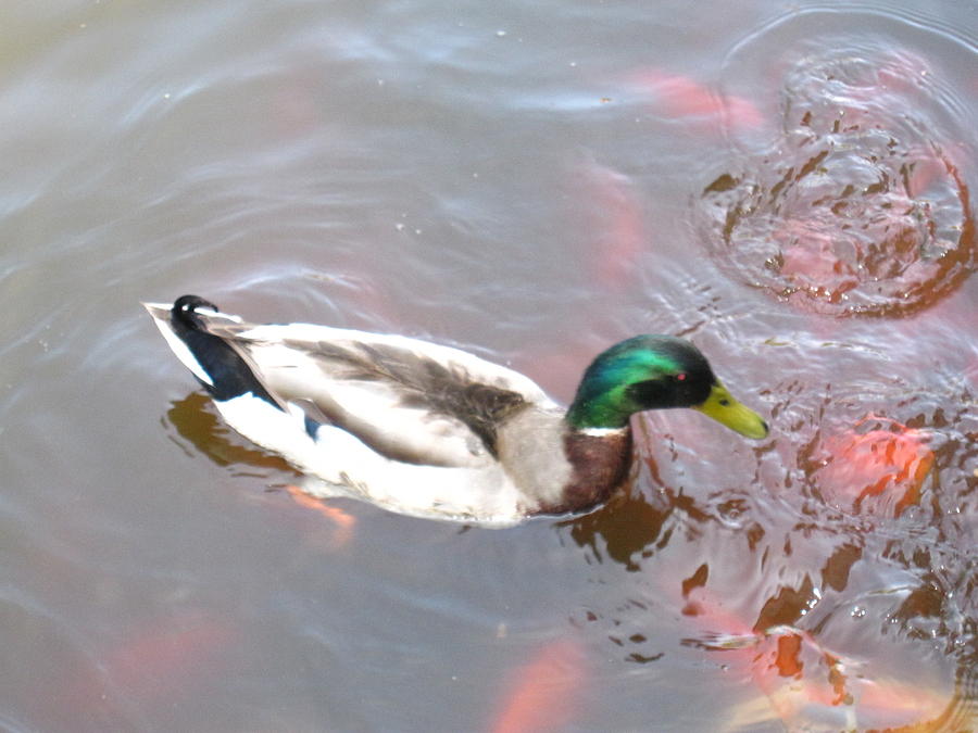 Duck Photograph - Duck - Animal - 01137 by DC Photographer