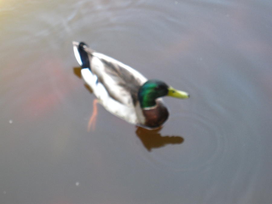 Duck Photograph - Duck - Animal - 01138 by DC Photographer