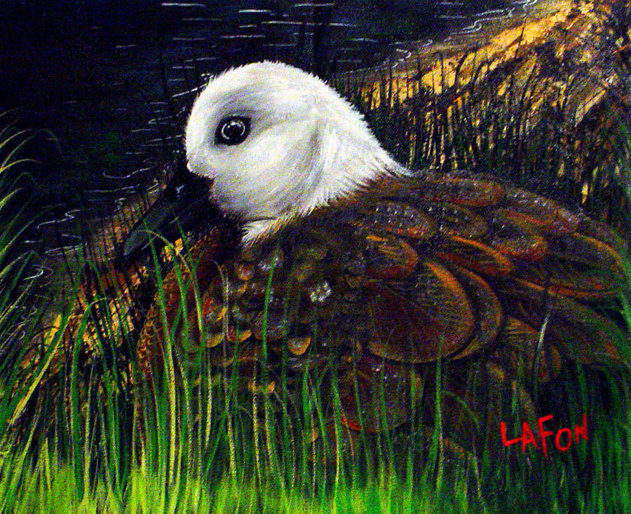 Duck at Dusk by Owen Lafon Duck at Dusk by Owen Lafon