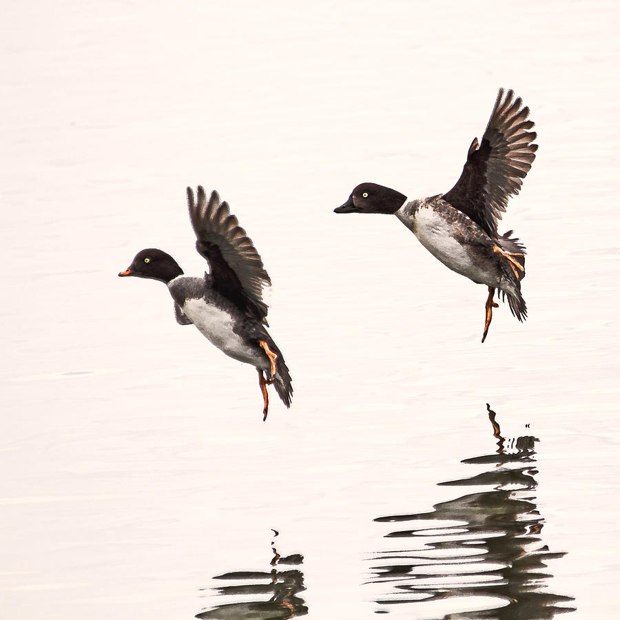 Duck Ballet Photograph by Peggy Collins